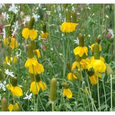 Ratibida columnifera