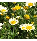 Anthemis x hybrida 'E. C. Buxton'