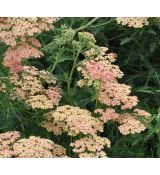 Achillea millefolium 'Apfelblute'