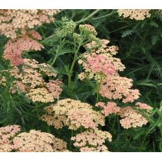 Achillea millefolium 'Apfelblute'