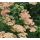 Achillea millefolium 'Apfelblute'