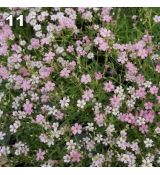 Gypsophila repens rosea