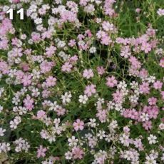 Gypsophila repens rosea