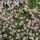 Gypsophila repens rosea