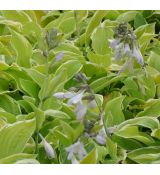 Hosta 'Shade Fanfare'