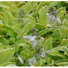 Hosta 'Shade Fanfare'