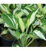 Hosta 'Revolution'