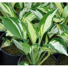 Hosta 'Revolution'