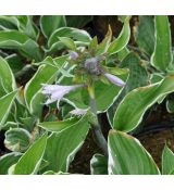 Hosta 'Francee'