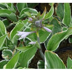 Hosta 'Francee'