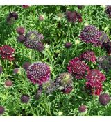 Scabiosa 'Barocca'