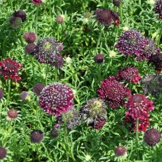 Scabiosa 'Barocca'