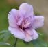 Hibiscus syriacus 'Lavender Chiffon'
