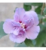 Hibiscus syriacus 'Lavender Chiffon'