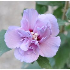 Hibiscus syriacus 'Lavender Chiffon'