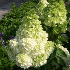 Hydrangea paniculata 'Magical Himalaya'