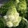 Hydrangea paniculata 'Magical Himalaya'