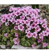 Saxifraga 'Tvuj Den'