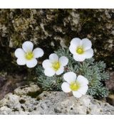 Saxifraga 'Saskia'