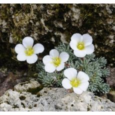 Saxifraga 'Saskia'