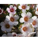 Saxifraga 'Orava'