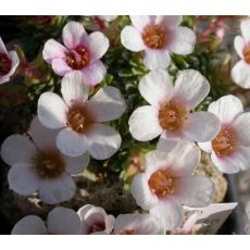 Saxifraga 'Orava'