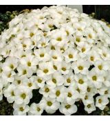 Saxifraga 'Allendale Ghost'