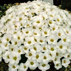 Saxifraga 'Allendale Ghost'