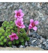 Saxifraga 'Alfons Mucha'