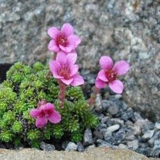 Saxifraga 'Alfons Mucha'