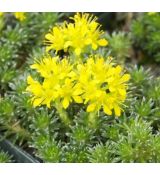 Saxifraga sancta