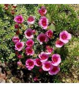 Saxifraga 'Allendale Ruby'