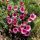 Saxifraga 'Allendale Ruby'