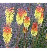 Kniphofia 'Royal Standard'