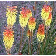 Kniphofia 'Royal Standard'