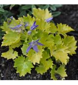 Campanula garganica 'Dickson's Gold'