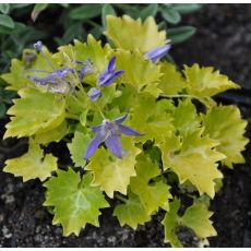 Campanula garganica 'Dickson's Gold'