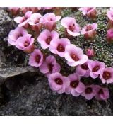 Saxifraga 'Lismore Mist'
