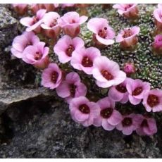 Saxifraga 'Lismore Mist'