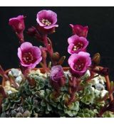 Saxifraga 'Romeo'