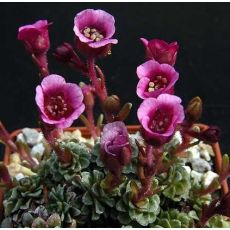 Saxifraga 'Romeo'