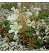 Saxifraga bronchialis