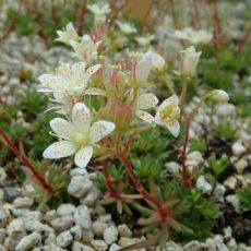Saxifraga bronchialis