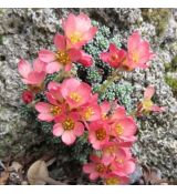 Saxifraga 'Bohemian Karst'