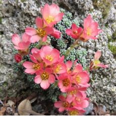Saxifraga 'Bohemian Karst'