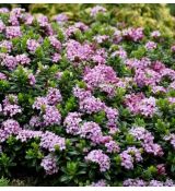 Daphne x susannae 'Cheriton'