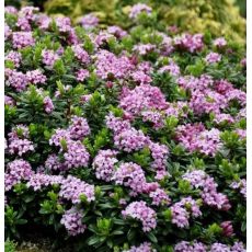 Daphne x susannae 'Cheriton'