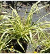 Carex oshimensis 'Evergold'