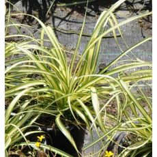 Carex oshimensis 'Evergold'