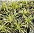 Carex oshimensis 'Evergold'